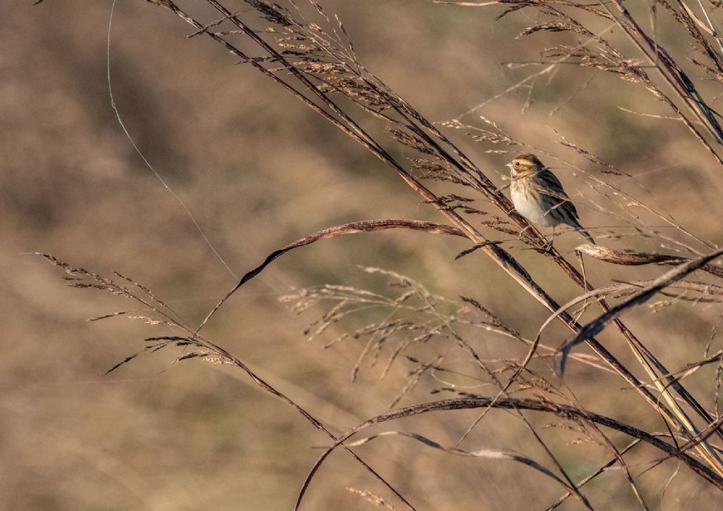 Migliarino di palude (Emberiza schoeniclus)